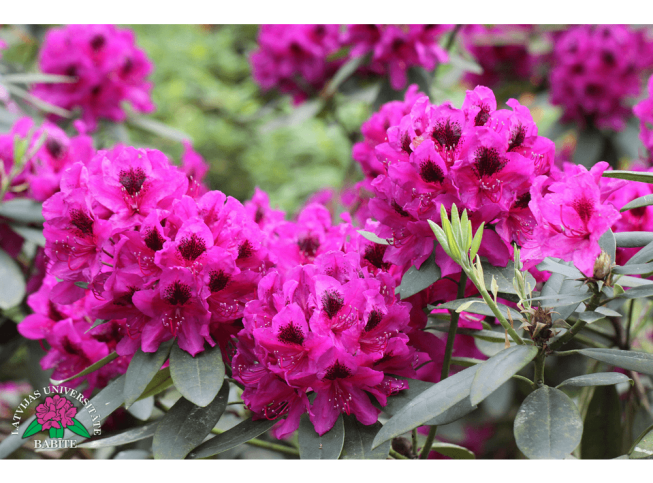 Rhododendron   'Jānis'